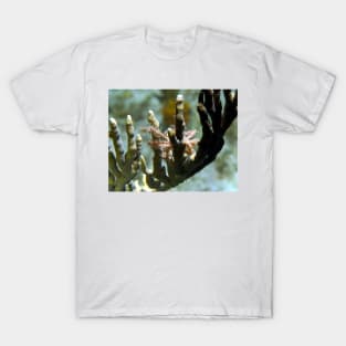 Neck Crab on Coral T-Shirt